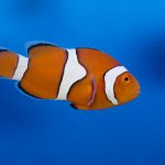Percula Clownfish - Wild Caught