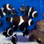 Ocellaris Clownfish - Black