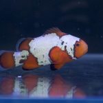 Opal Snowflake Clownfish