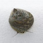 Trochus Snail