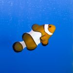 Ocellaris Clownfish - Orange