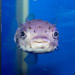 Longspine Porcupine Pufferfish