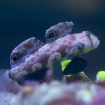 Twin Spot Goby