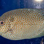 Gold Spotted Rabbitfish