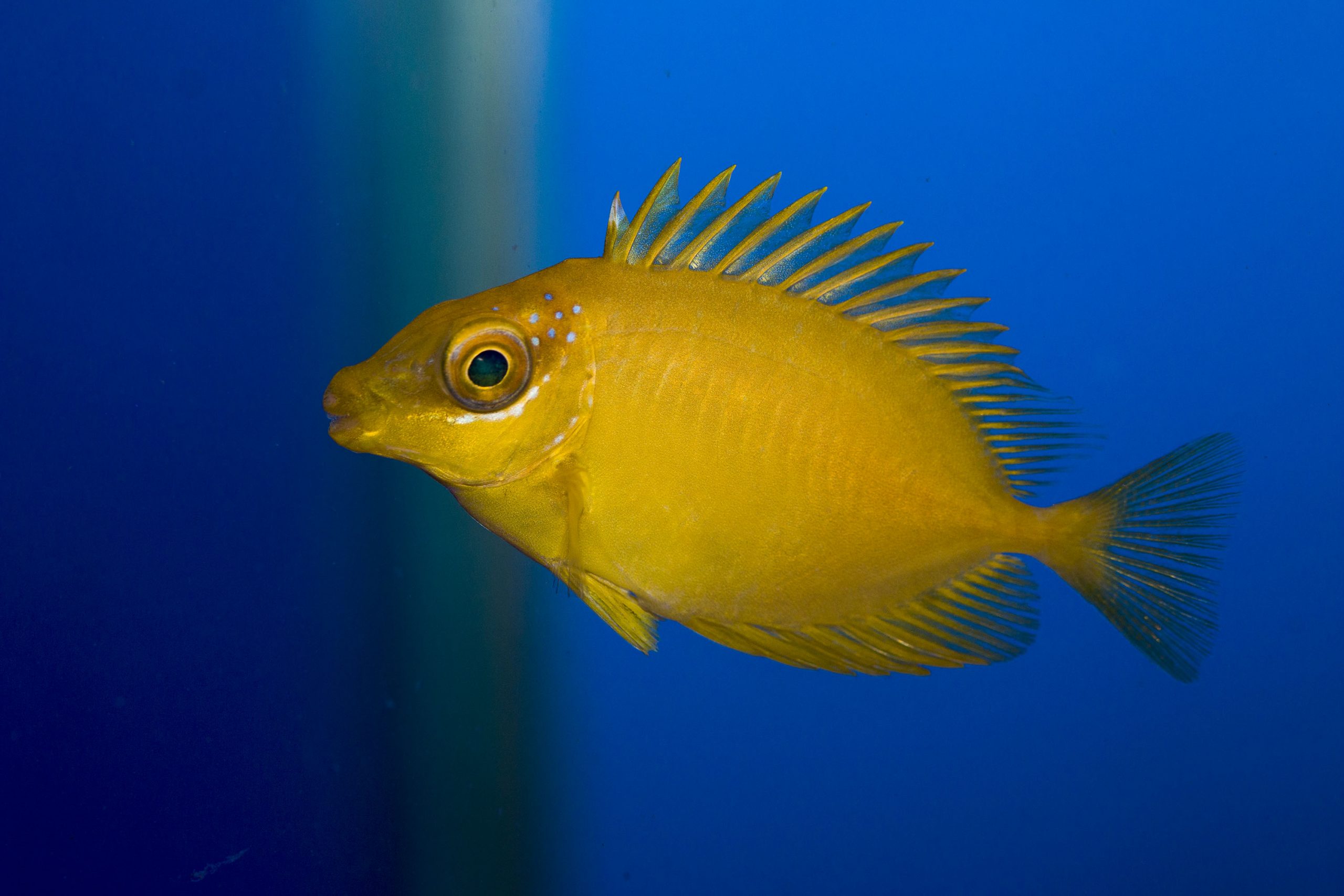 Blue Spotted Rabbitfish Gee Marine