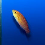 Crescent Tail Fairy Wrasse - Male