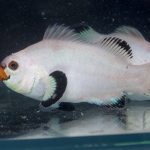 Fancy White Clownfish