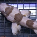 Brown Barred Bamboo Shark