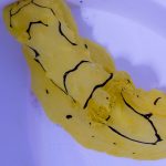Fluro Yellow Nudibranch
