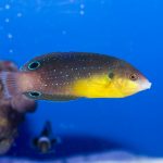 Yellow Breasted Wrasse