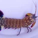 Rainbow Mantis Shrimp