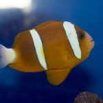 Barrier Reef Clownfish