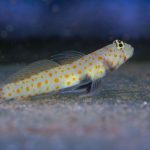 Gold Spotted Goby + Shrimp