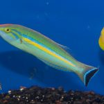 Small Tail Wrasse - Male