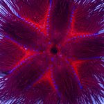 Radiant Sea Urchin