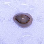 Gold Ring Cowrie