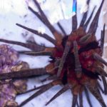Slate Pencil Urchin