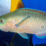 Quoys Parotfish