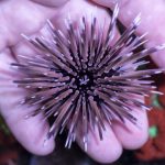 Short Spine Urchin