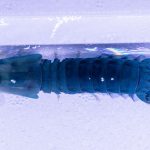 Purple Spot Mantis Shrimp