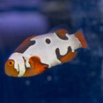 Picasso Clownfish - Premium