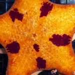 Penta Starfish