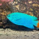 Orange Tail Damselfish - Male