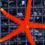 Yellow Tipped Red Indica Starfish
