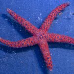 Purple Spotted Starfish