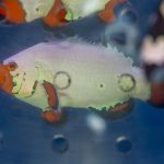 Frostbite Flurry Clownfish