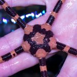Banded Brittle Starfish