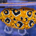 Warty Nudibranch
