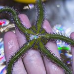 Green Serpent Brittle Starfish