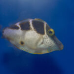 Valentini Mimic Filefish